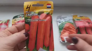 Какую морковь посеять? Результат  урожая и выбор на следующий год.
