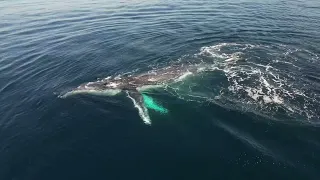 Hello from a majestic whale