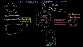 Métabolisme phospho-calcique - Docteur Synapse