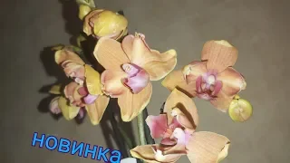 Принесли ОРХИДЕЮ домой , как НЕ ЗАГУБИТЬ РАСТЕНИЕ, первые шаги после покупки орхидеи