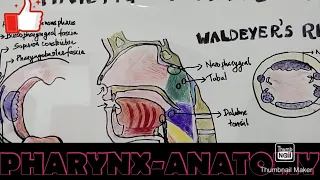 PHARYNX-ANATOMY,WALDEYER'S RING#TONSILS#PALATINE TONSILS