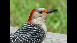 Woodpecker Eating from a Suet Cake