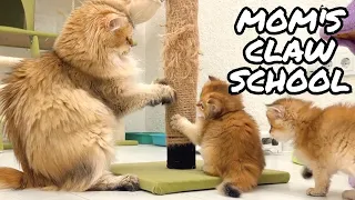 How to train kittens to sharpen claws: mom cat's lessons