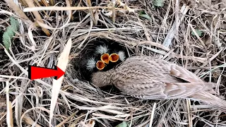 Skylarks bird's babies are very small @AnimalsandBirds107