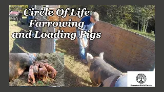 Farrowing and Loading Pigs On Pasture - Same Day!