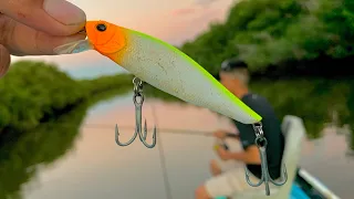 PESCA de RÓBALOS Y PARGOS en los MANGLARES con MINNOW || JERKBAIT || MEDIA AGUA.