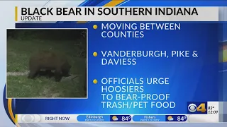 Update on black bear in southern Indiana