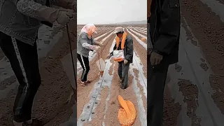 Peanut Farming Techniques #satisfying #shortsvideo