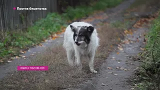 Видео: Против бешенства