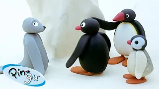 Pingu's Family and Friends 🐧 | Pingu - Official Channel | Cartoons For Kids
