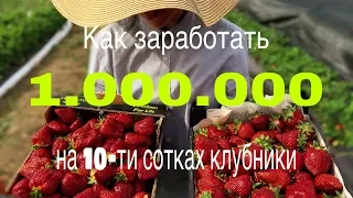 Как заработать миллион на 10-ти сотках клубники.Смотреть до конца!!!