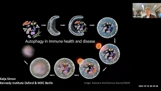 "Autophagy in immune health and disease" by Dr. Katja Simon