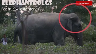 Injured elephant