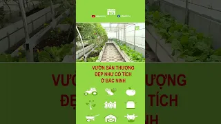 VƯỜN RAU SÂN THƯỢNG ĐẸP NHƯ CỔ TÍCH | VTC16