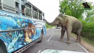 A severe elephant attack on a bus  People fall down in fear     13