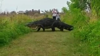 гигантский аллигатор во Флориде!