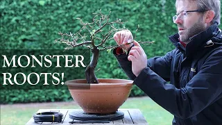 Hornbeam Bonsai - taming those Monster Roots! on a European Hornbeam