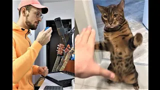 TAP TAP CAT  (live looping)