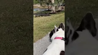 Naples French Bulldog & alligator go on Saturday stroll