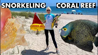 Snorkeling Coral Reef in Fort Lauderdale During Record High Water Temperatures in Florida August 11