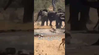 This Elephant Really Hates Crocodiles...