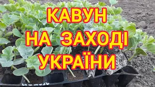 Вперше висаджуємо розсаду кавуна.