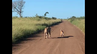 Lioness and cubs in Kruger National Park