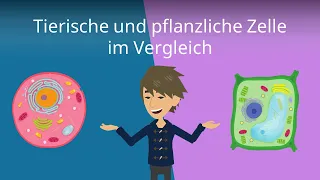 Tierzelle vs. Pflanzenzelle - Vergleich | Studyflix