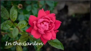 In the Garden / piano instrumental hymn with lyrics