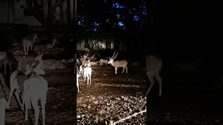 Bunch of deers at Trincomalee Fort... #2024 #srilanka #status #deers #travel #shorts #trinco