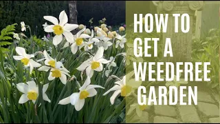 How to get a weedfree garden