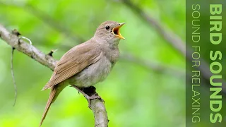 Birds Singing Sounds to Make You Relax in the Morning - Natural Sound In 24H