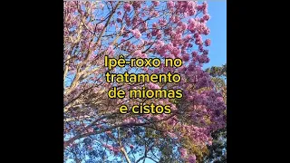 Ipê Roxo no Tratamento de Miomas e Cistos