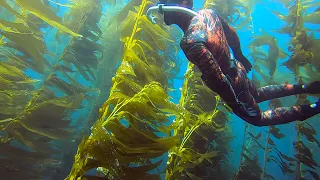 Santa Barbara Island Freediving | Spearfishing | Sea lions and Giant Kelp Forests!