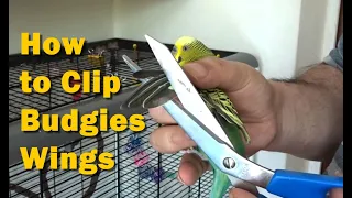 How to Clip Budgies Wings, Parakeet Flight Feathers for Fast Taming and Pet Bird Safety