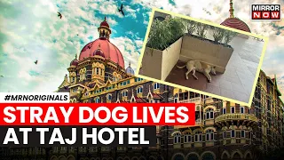 This Dog Is A Permanent Guest At Mumbai's Taj Mahal Hotel | Ratan Tata