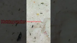 Hotdog under Microscope