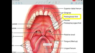 The oral cavity ( libs , mouth cavity, palate , tounge and the muscles ). Anatomy