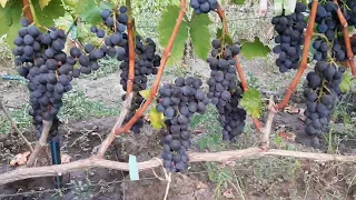 Медина - выдающийся виноград благородных кровей