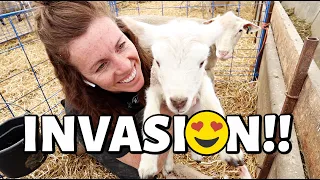 SURPRISE!! 😱 | where did these lambs come from? | Vlog 451