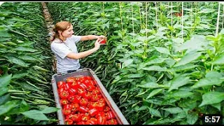 Awesome Greenhouse Bell Pepper Farming - Modern Greenhouse Agriculture Technology Ali Ramay Official