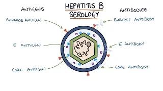 Understanding Hepatitis B Serology Results