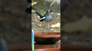 Magpie Robin (Female) Call