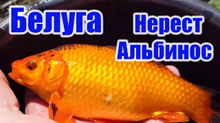 Белуга Нерест Альбинос