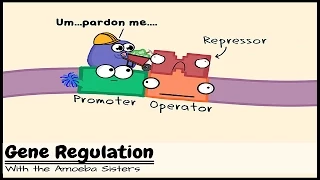 Gene Regulation and the Order of the Operon