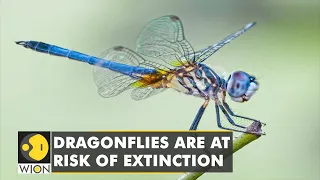 Climate Change: Dragonflies face extinction threat as wetlands recede, may imbalance nature | WION