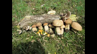 Summer Cep, Boletus reticulatus, A Charcoal Burner and 2 types of chanterelle