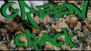 Green Crack - Bulldogg x Freeway - Real Dreams (Official Music Video)