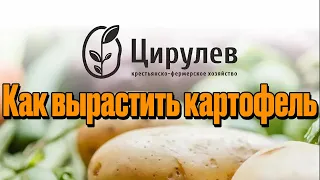 КФХ Цирулева Е.П.Часть 1.Как вырастить 800 центнеров картофеля  без жука.