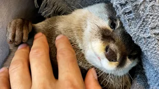 Even Aty has **** ! I took a closer look at his body! [Otter life Day 563]